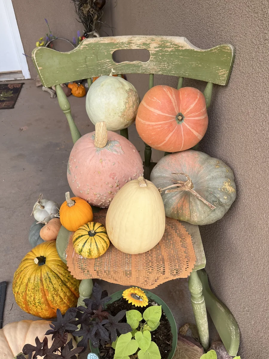Organic Gourds and Pumpkins on a Chair