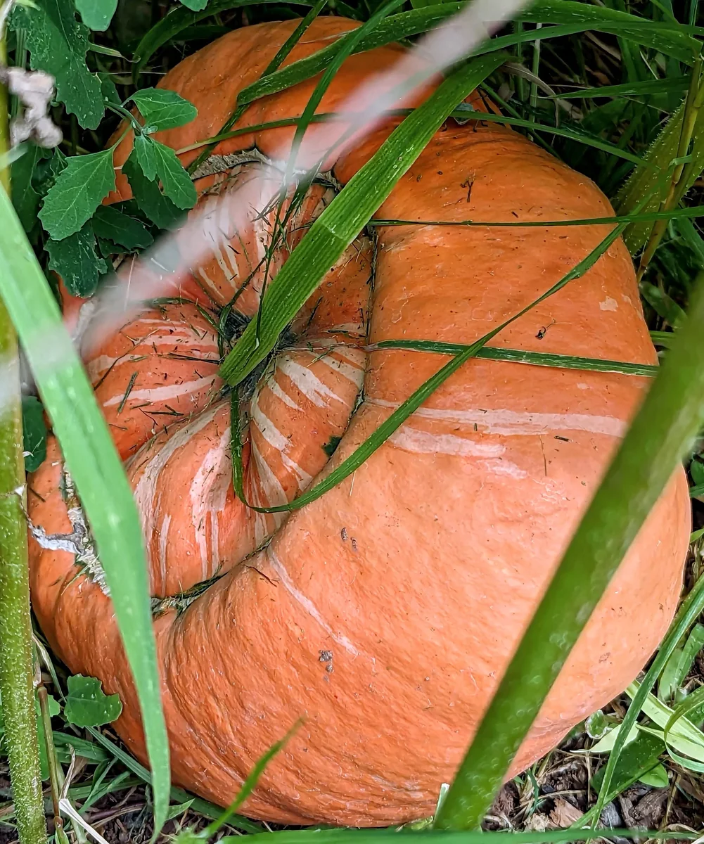 Turban Pumpkin in the Grass