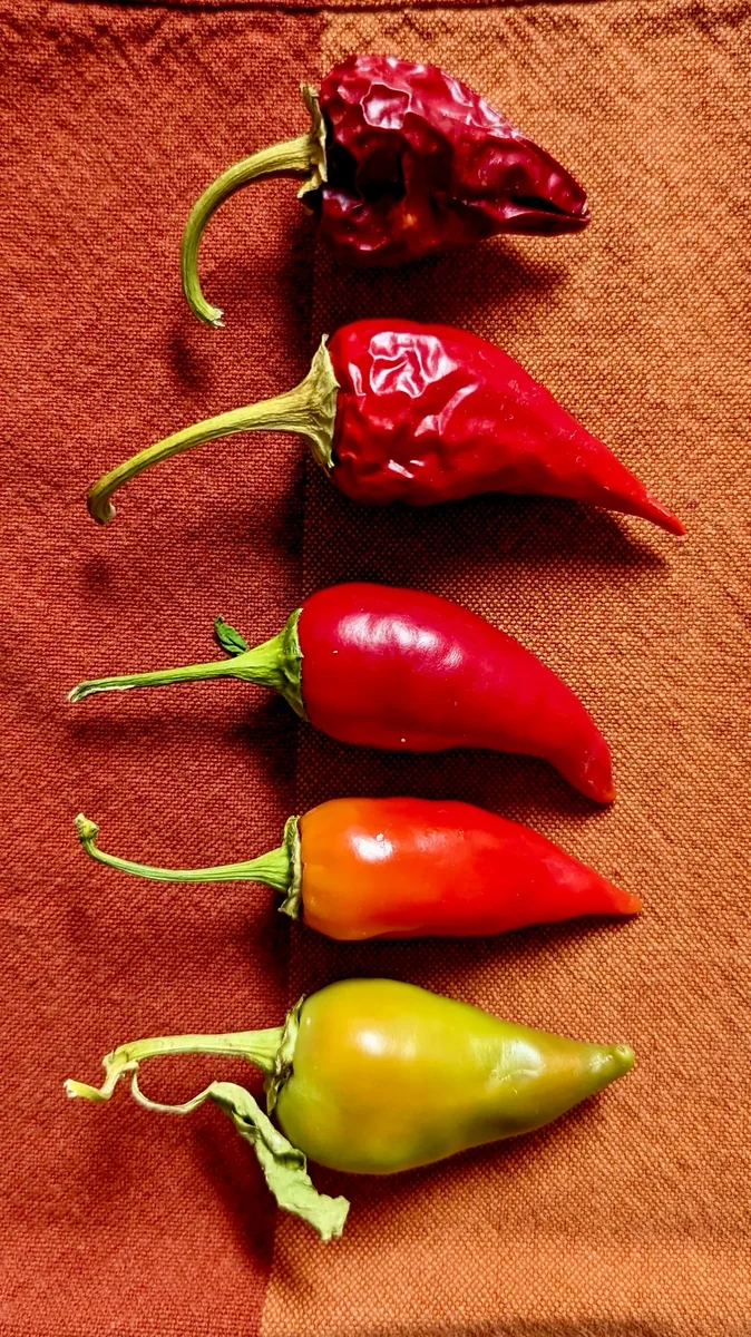 The Kalugeritsa Pepper — a Rare Heirloom Chili from North Macedonia, John's Personal Favorite