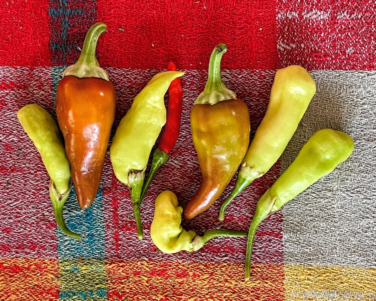Organic Peppers and Plaid