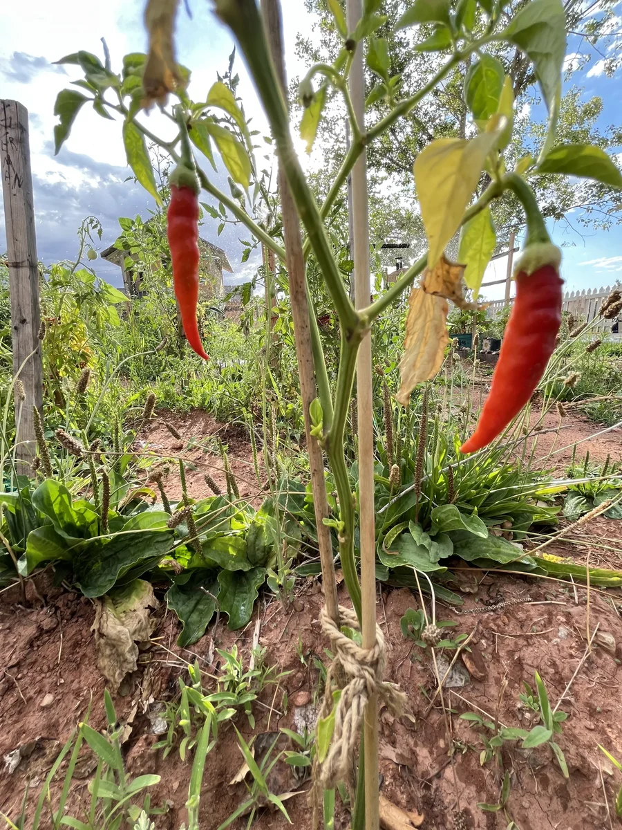 Our Organic Cayenne Long Slim Pepper — a Hot, Slender Heirloom Chili for Drying and Hot Sauce
