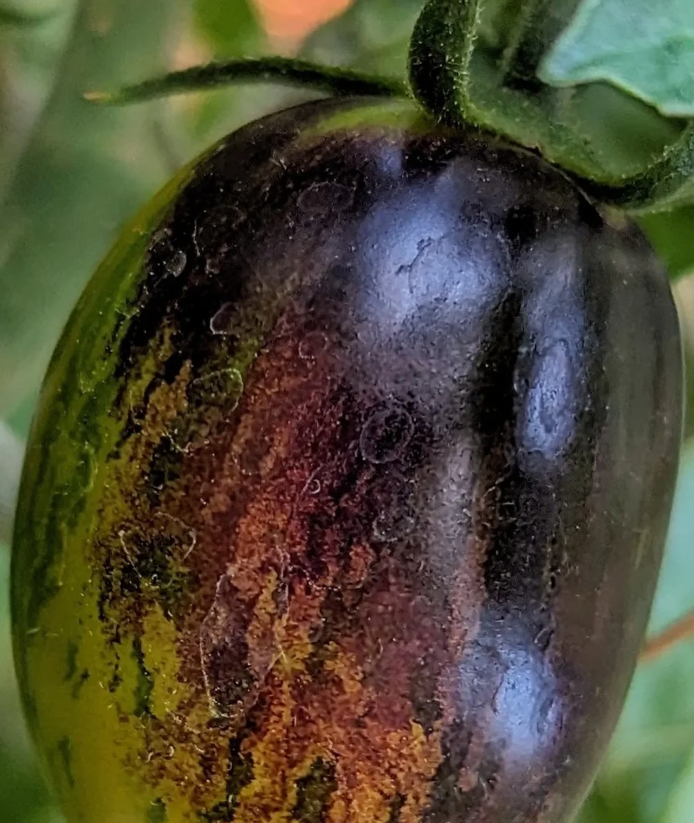 Our Organic Brad's Atomic Grape — an Award-Winning Tomato Bred by Brad Gates of Wild Boar Farms