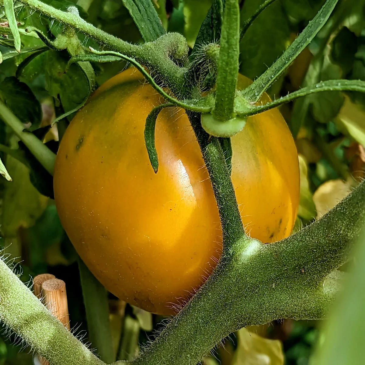 Dad's Sunset — a Glowing Golden-Orange Heirloom Tomato with a Sweet, Fruity Flavor