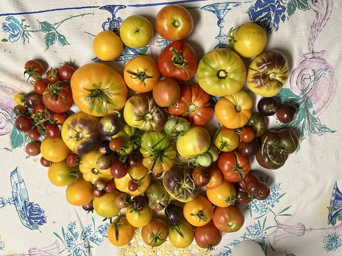 This Was a Fun Harvest, I Love the Colors and Shapes