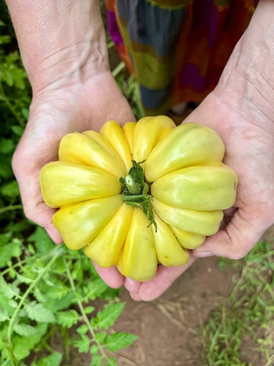 We Grow Big Fruit — This Beauty Is an Orange Accordion