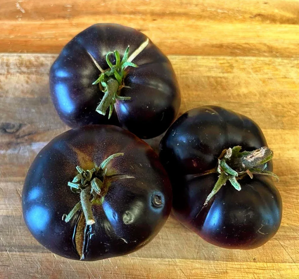 Our Organic Heirloom Black Beauty Tomatoes — a Striking Indigo Variety Bred by Brad Gates in Napa, California
