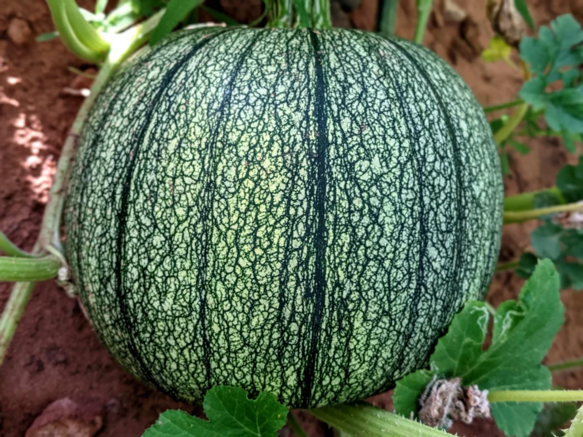 Can You Guess the Name of This Pumpkin? Email Me Your Answer — Correct Guesses Win a Prize at My Stand