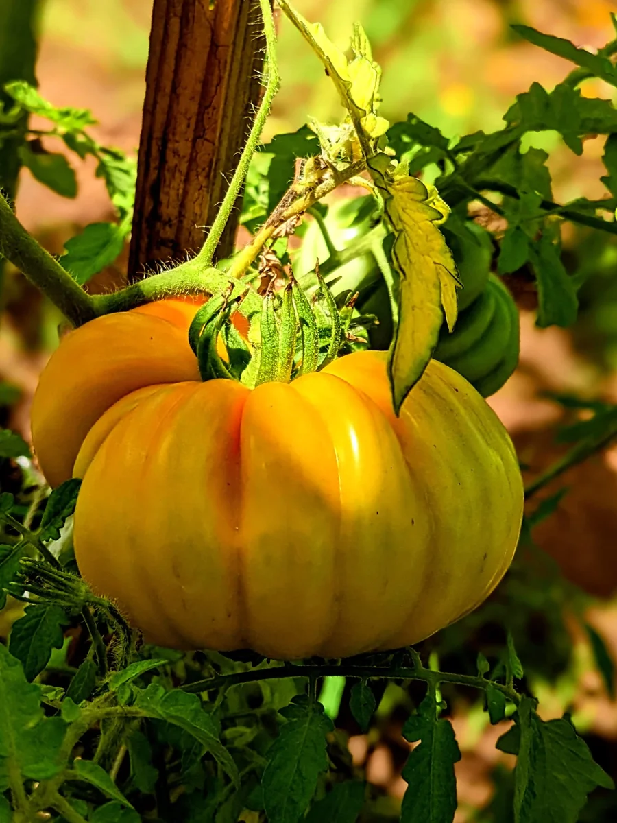 The Orange Accordion — a Massive, Deeply Ribbed Heirloom Tomato with Bright Orange Skin, Sweet Fruity Flavor, and Hollow Seed Cavities