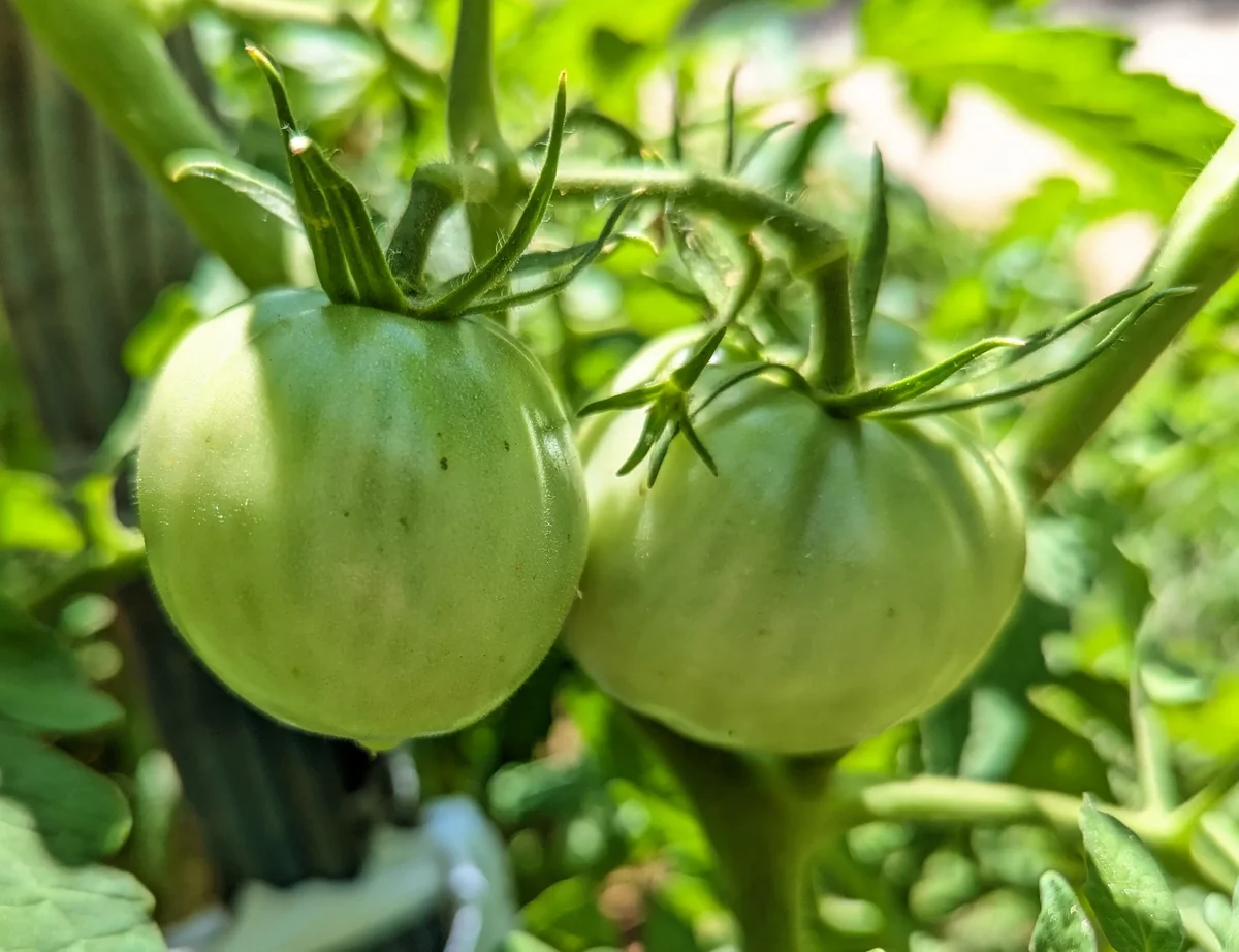 Young Cherokee Purple Tomatoes