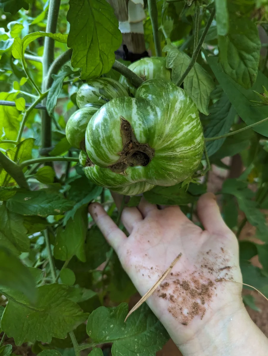 Go Big or Go Home — This Heirloom Isn't Even Ripe Yet!