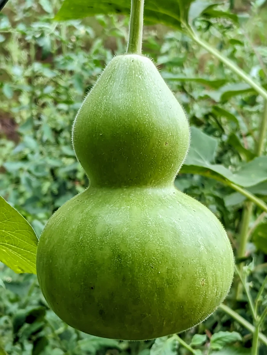 Bottle Gourd on the Vine
