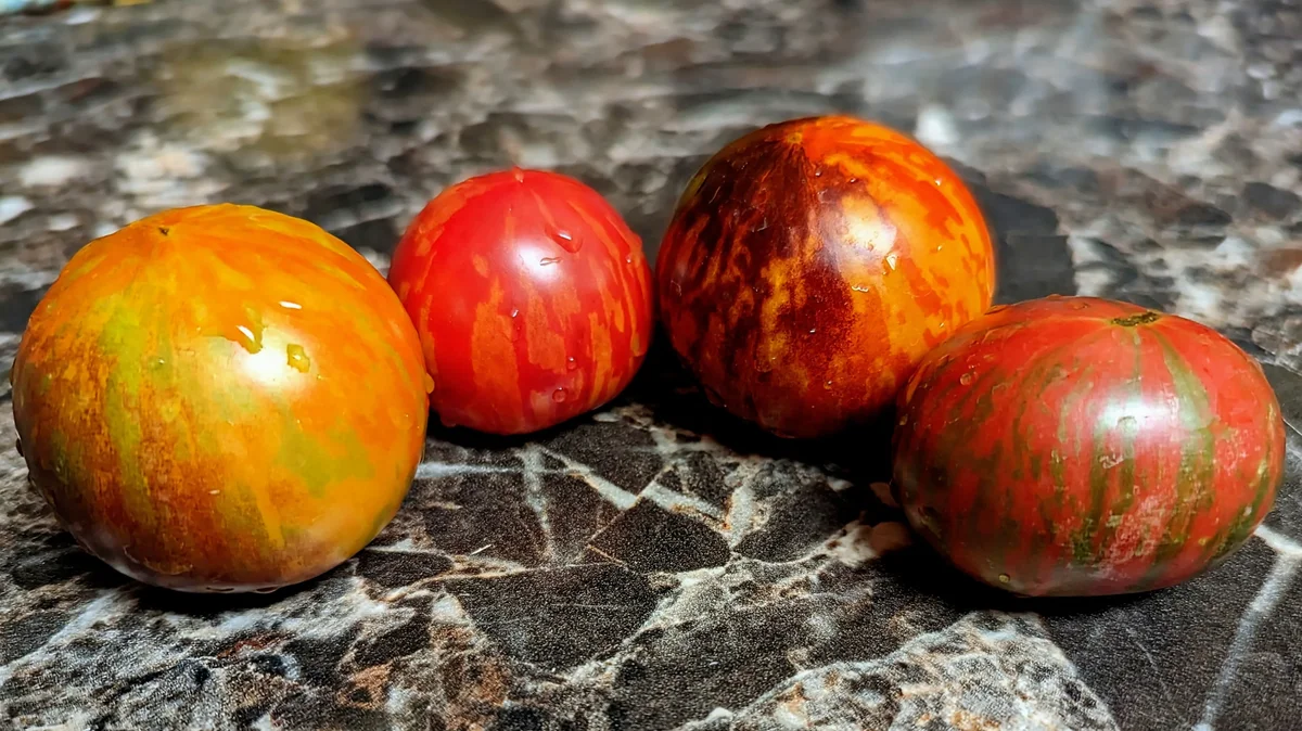 Our Organic Tomatoes Pop!