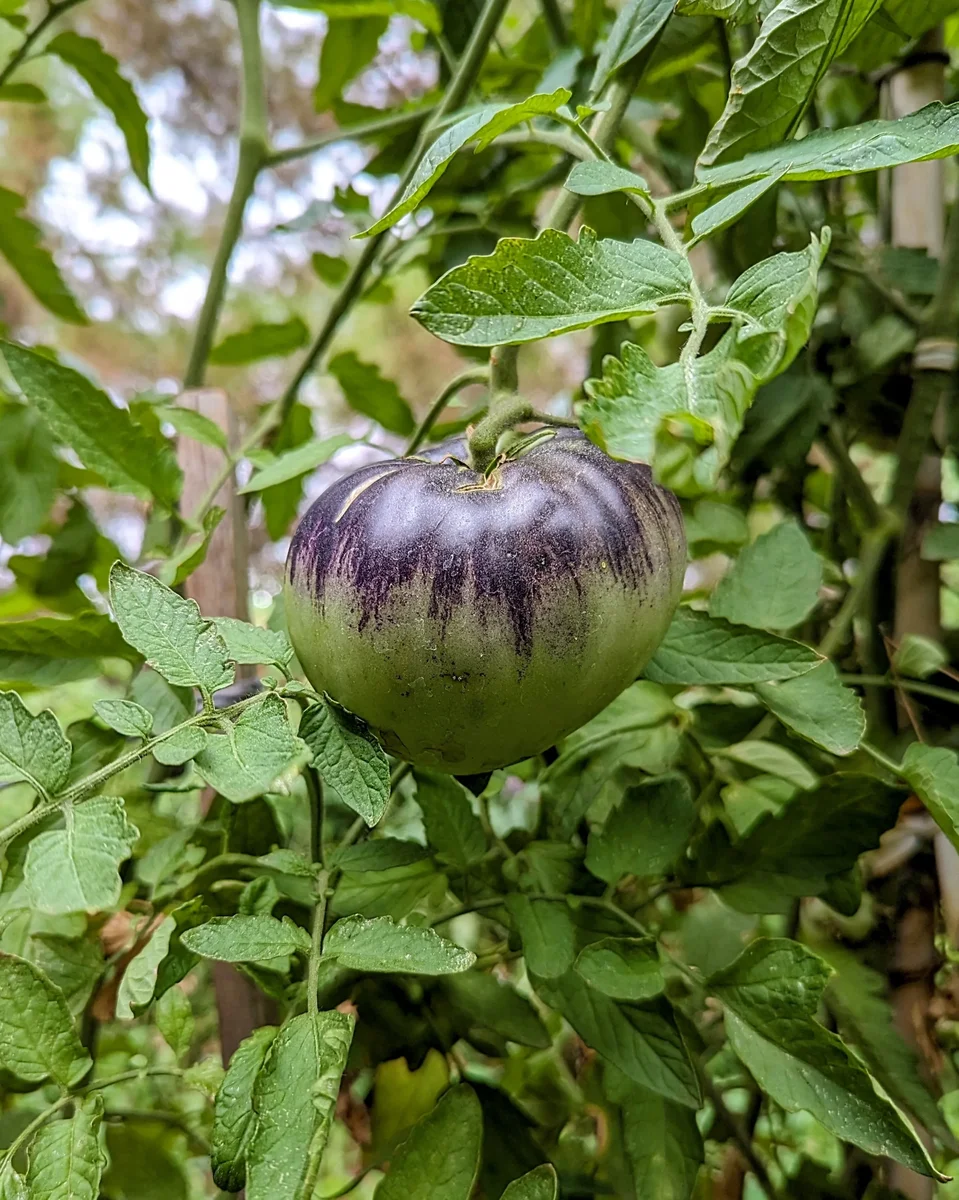 Our Organic Sart Roloise Tomato — an Ivory-White Beefsteak Heirloom with Deep Indigo-Purple Brushstrokes