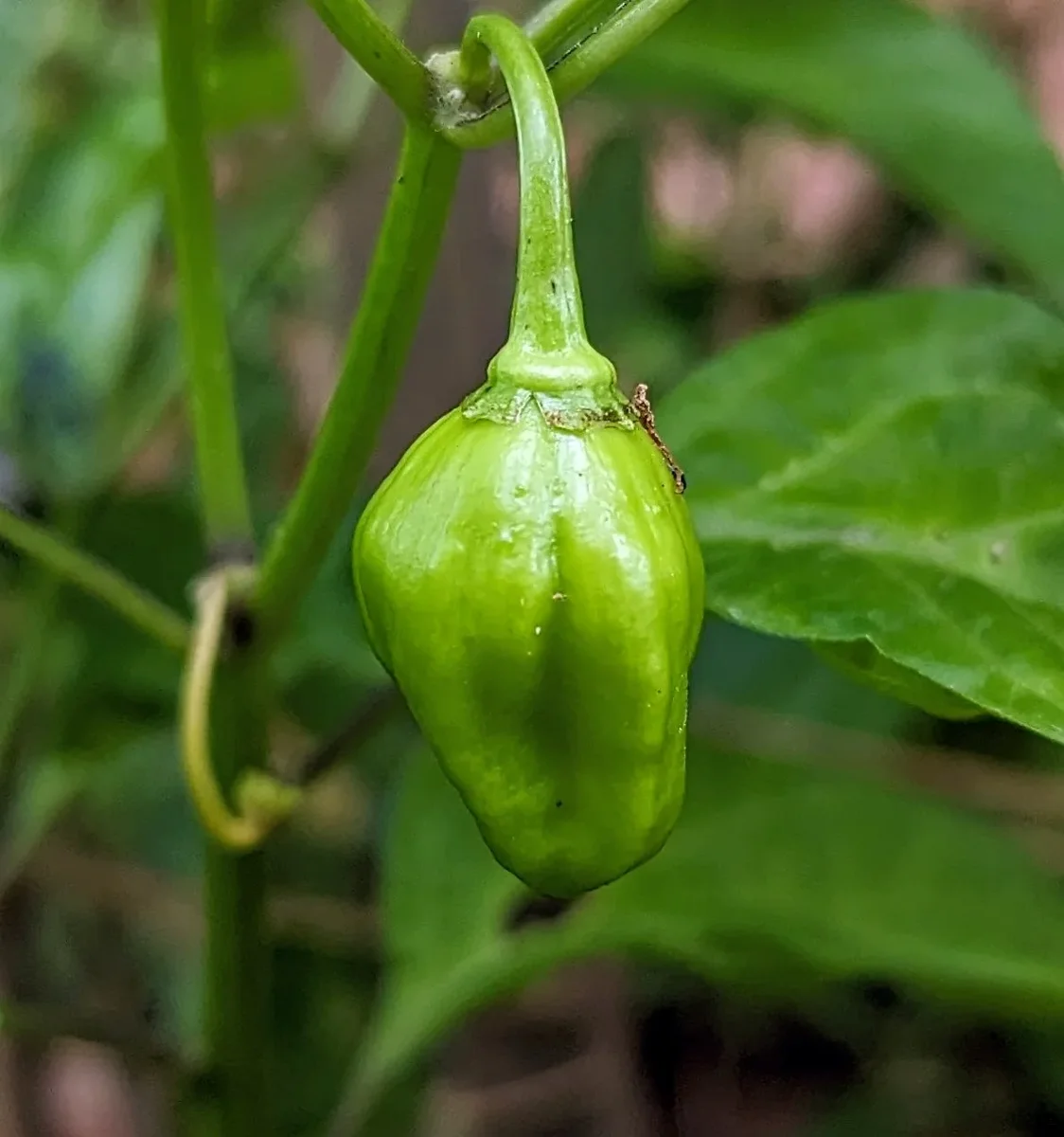 Our Organic Habanero Peppers — a Very Hot, Lantern-Shaped Chili with a Fruity Flavor