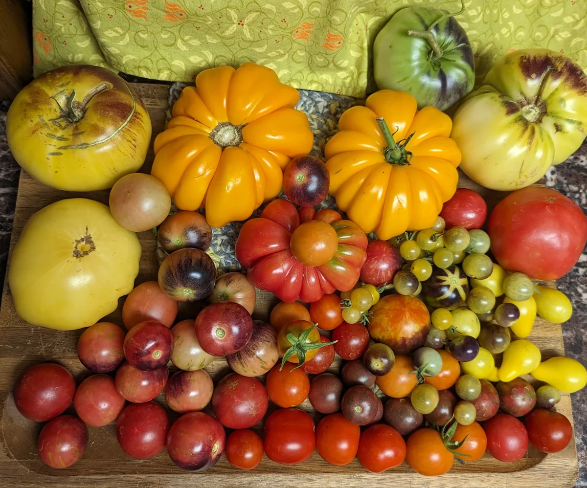 A Good Harvest Day