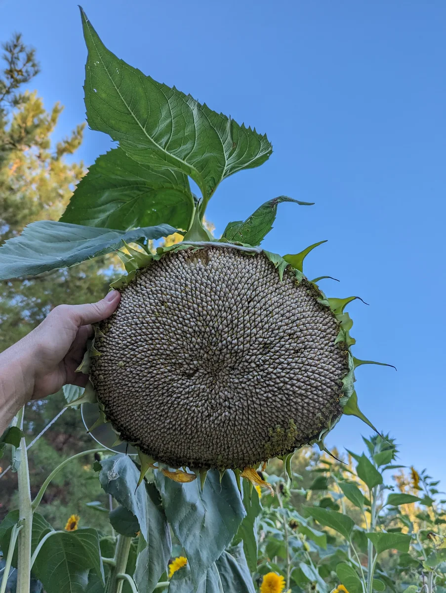 Do You Like Sunflower Seeds?