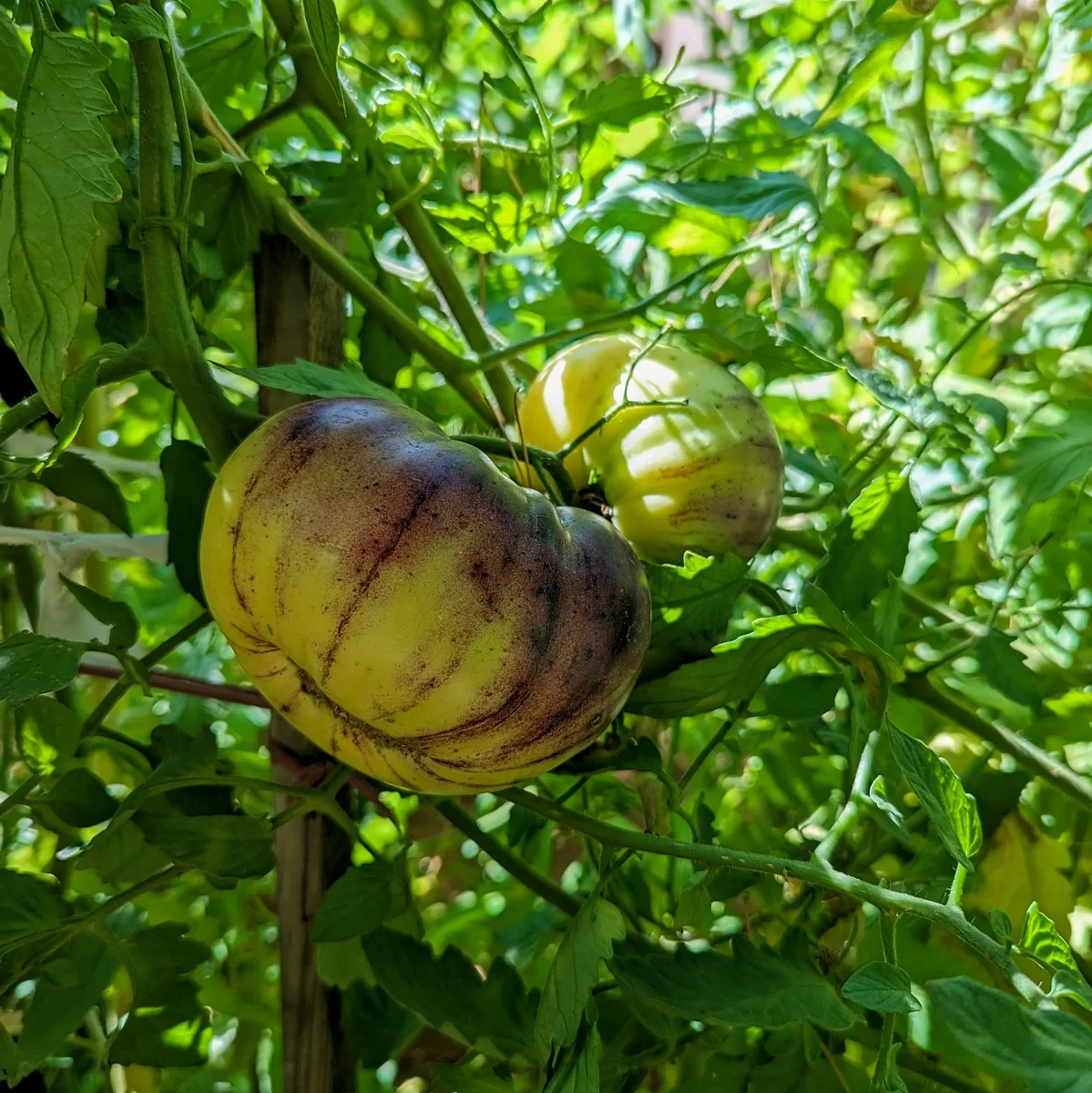 Happy Tomatoes Growing