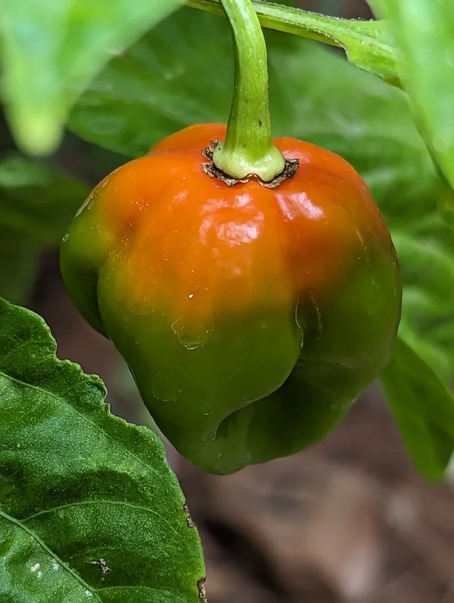 Ripening Habanero